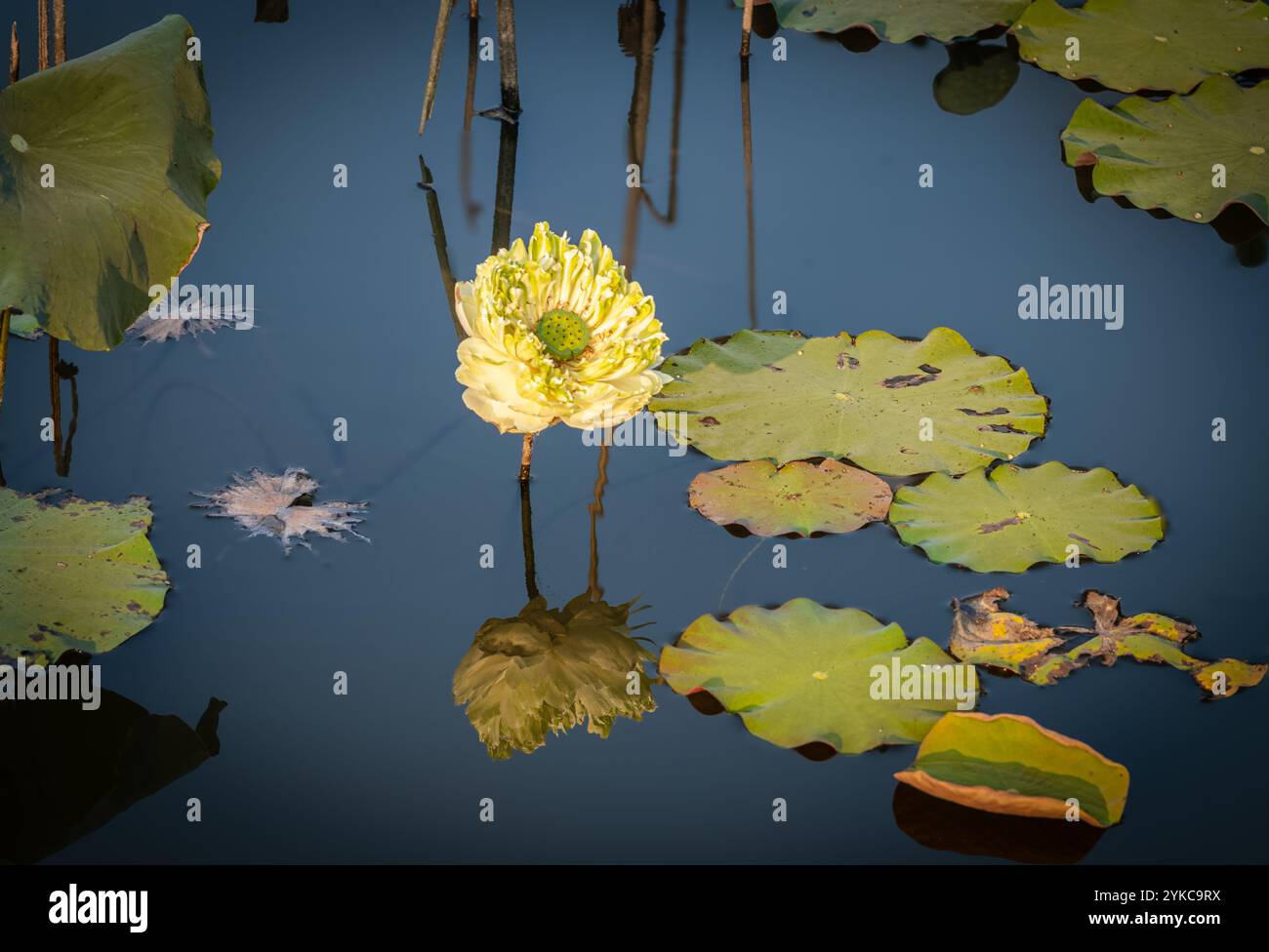 Une grande fleur de Lotus de pomme dorée (Nelumbo nuciferawhite) fleurit sur un étang immobile avec le bleu timide reflété dans l'eau à Ba VI, au nord du Vietnam. Banque D'Images