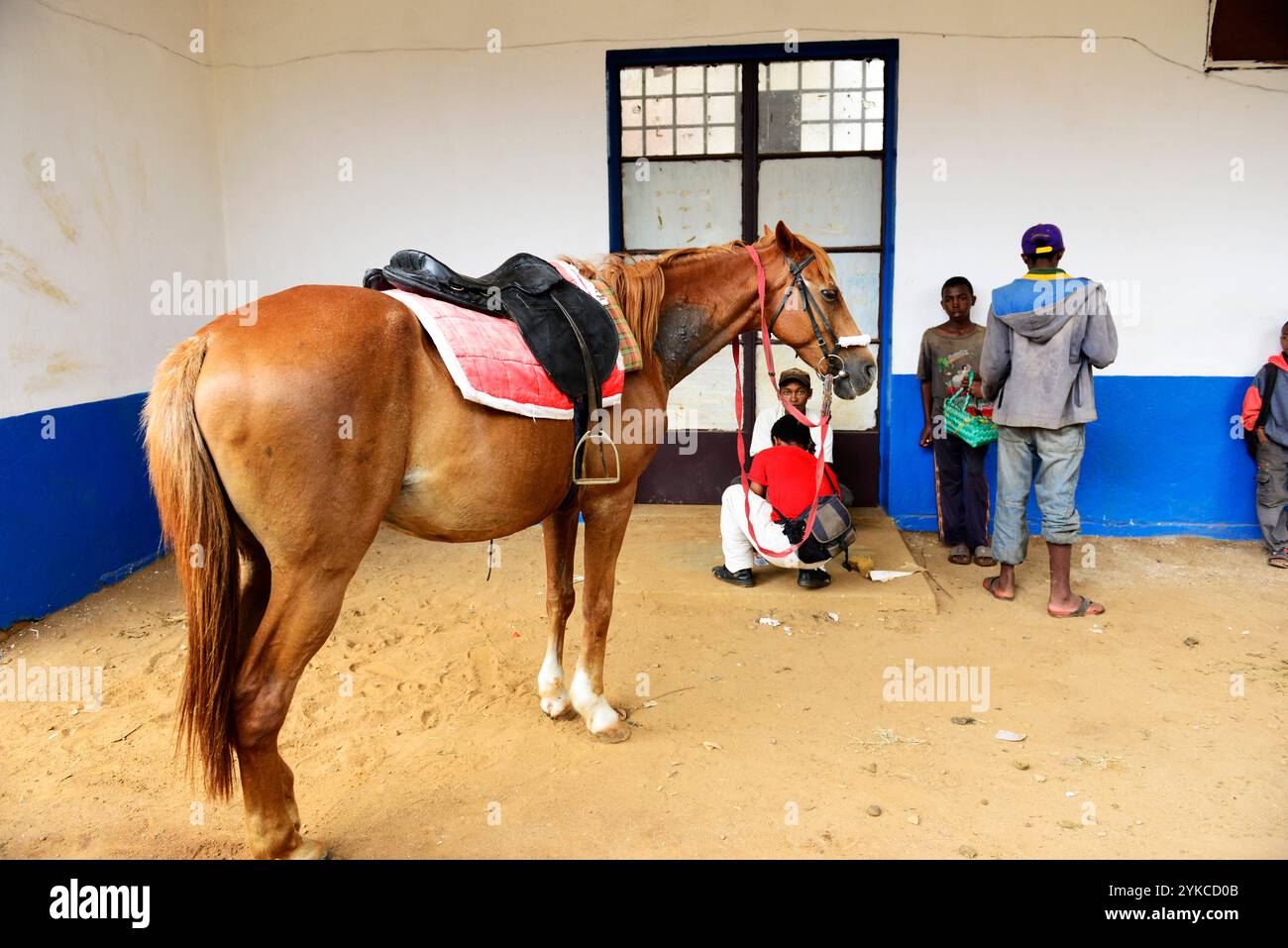 Un cheval en attente d'examen dans une clinique vétérinaire à Antsirabe, Madagascar. Banque D'Images