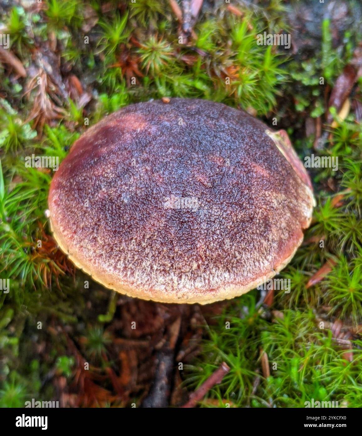 Admirable bolete (Aureoboletus mirabilis) Banque D'Images