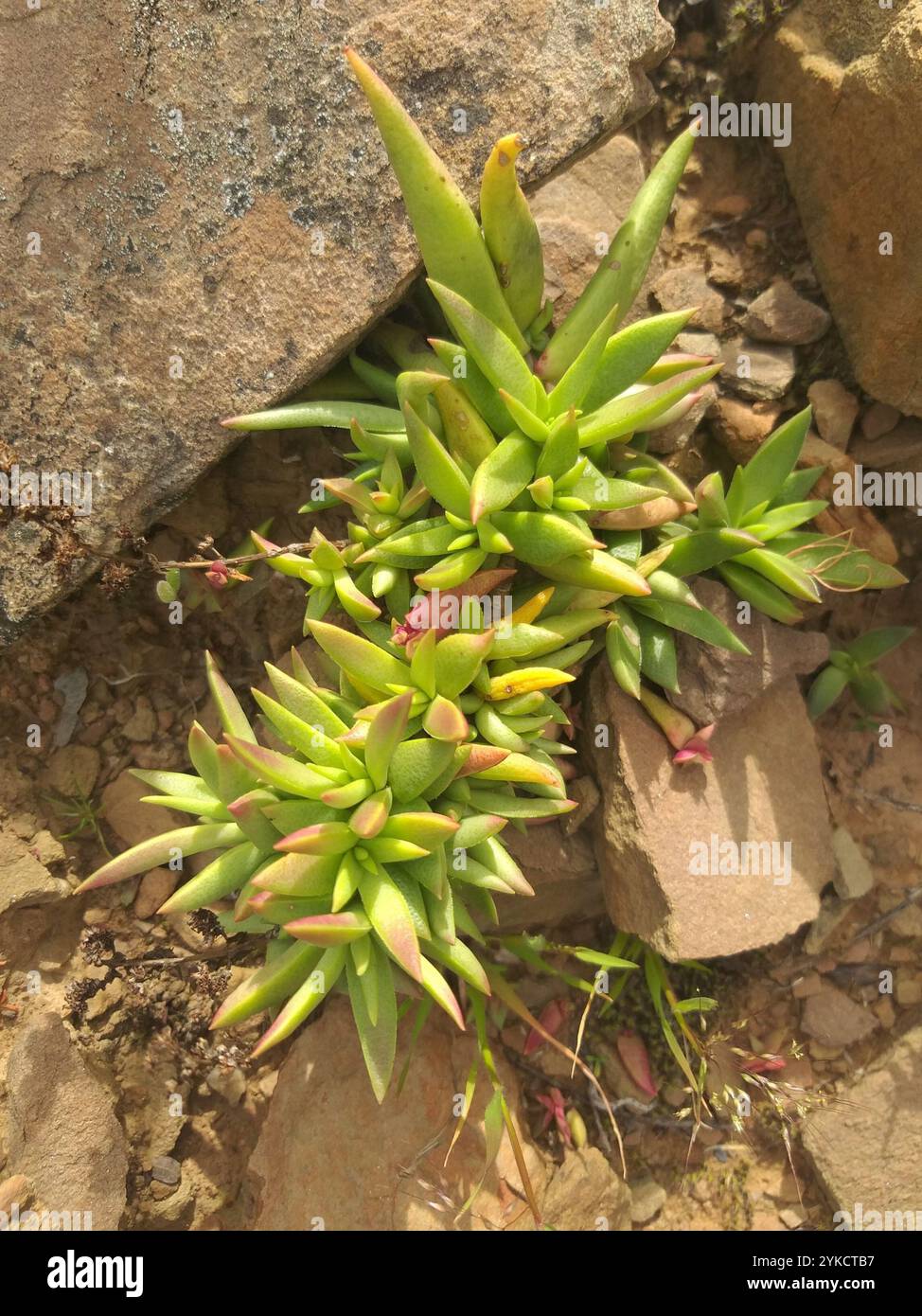 Redspot Stonecrop (Crassula capitella) Banque D'Images Redspot Stonecrop (Crassula capitella) Banque D'Images