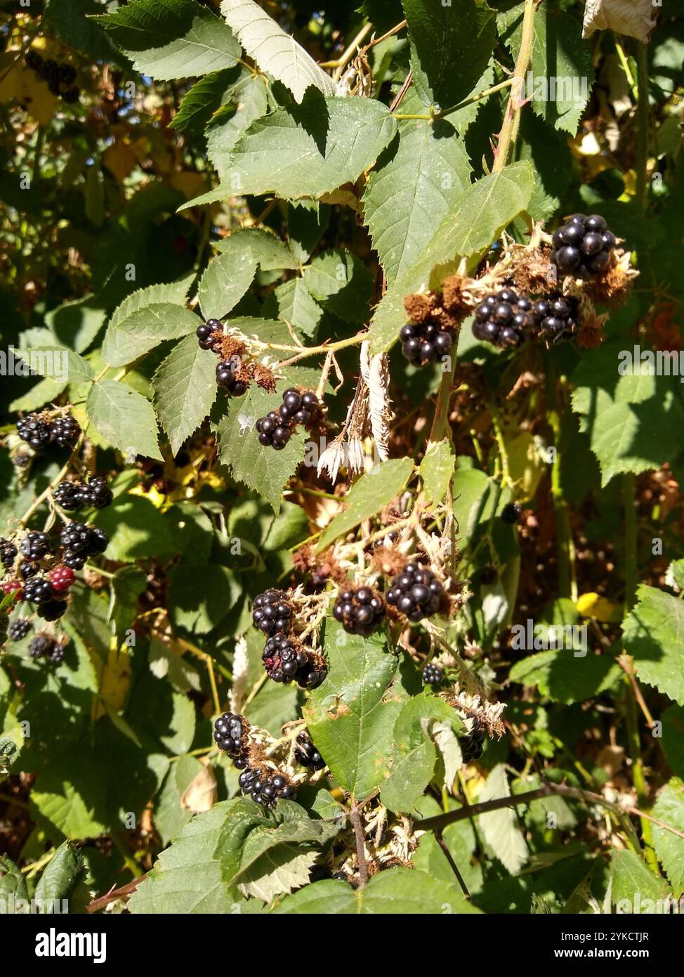 Mûre arménienne (Rubus armeniacus) Banque D'Images