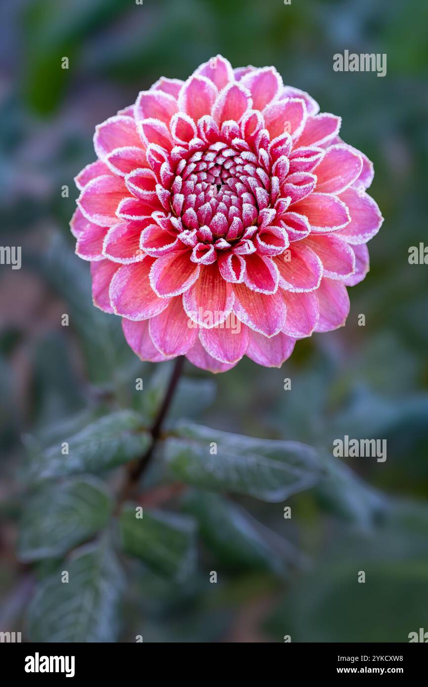 Premier gel d'automne dans le jardin. Le lit de fleurs de Dahlia endommagé après avoir tué le premier gel de la saison. Plants de dahlia congelés, fin de saison de croissance. Banque D'Images