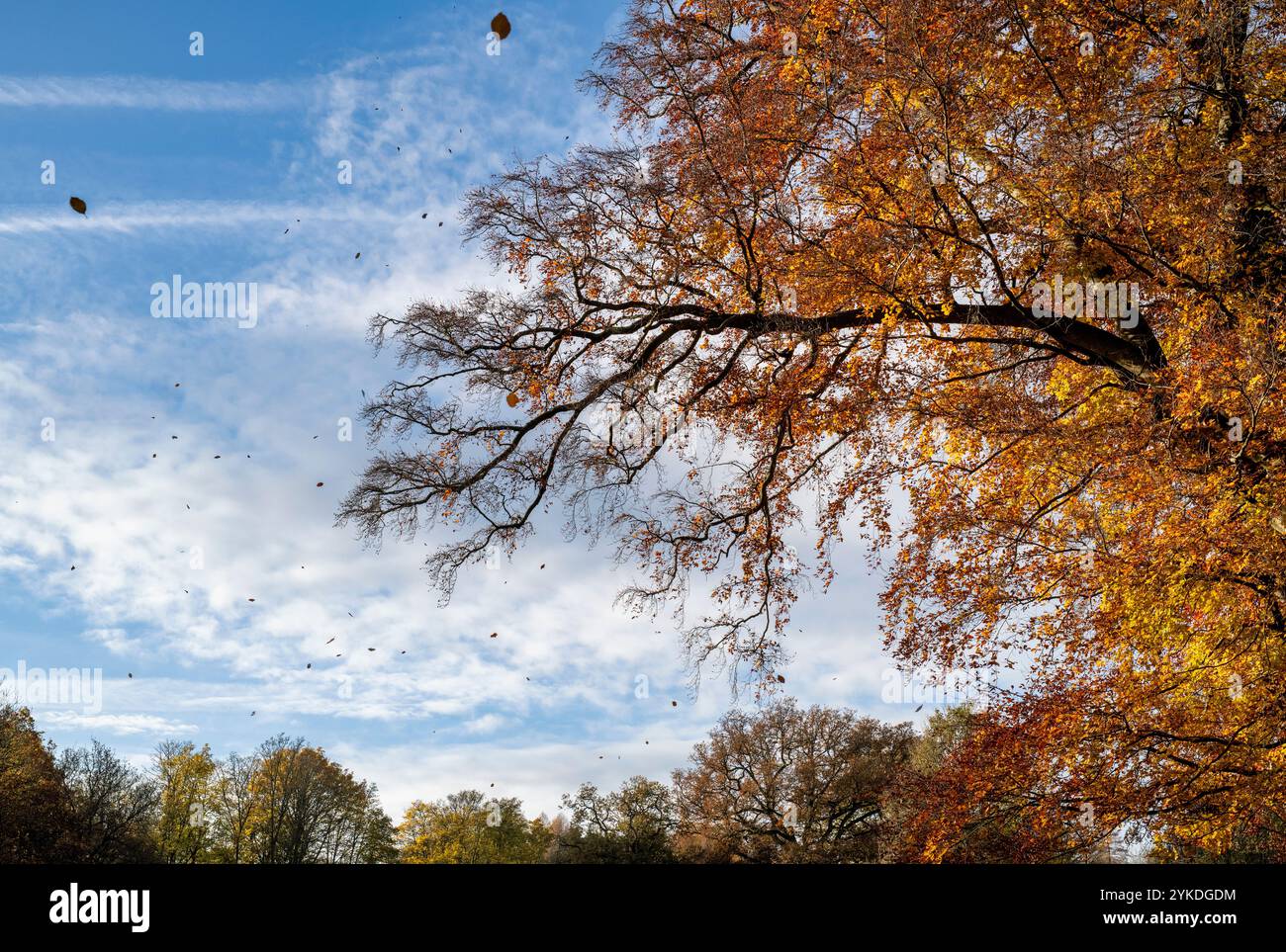 Fagus sylvatica. Chute des feuilles de hêtre en automne. Oxfordshire, Angleterre Banque D'Images