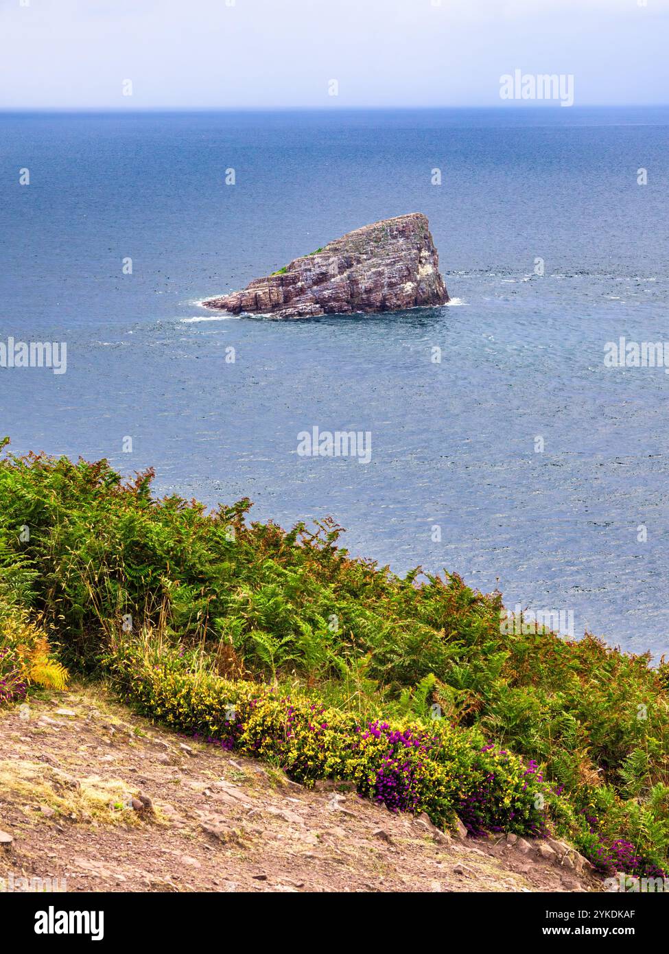 Une île rocheuse dans l'océan, entourée d'eaux calmes, vue depuis une falaise herbeuse avec des fleurs sauvages et des fougères au premier plan. Banque D'Images