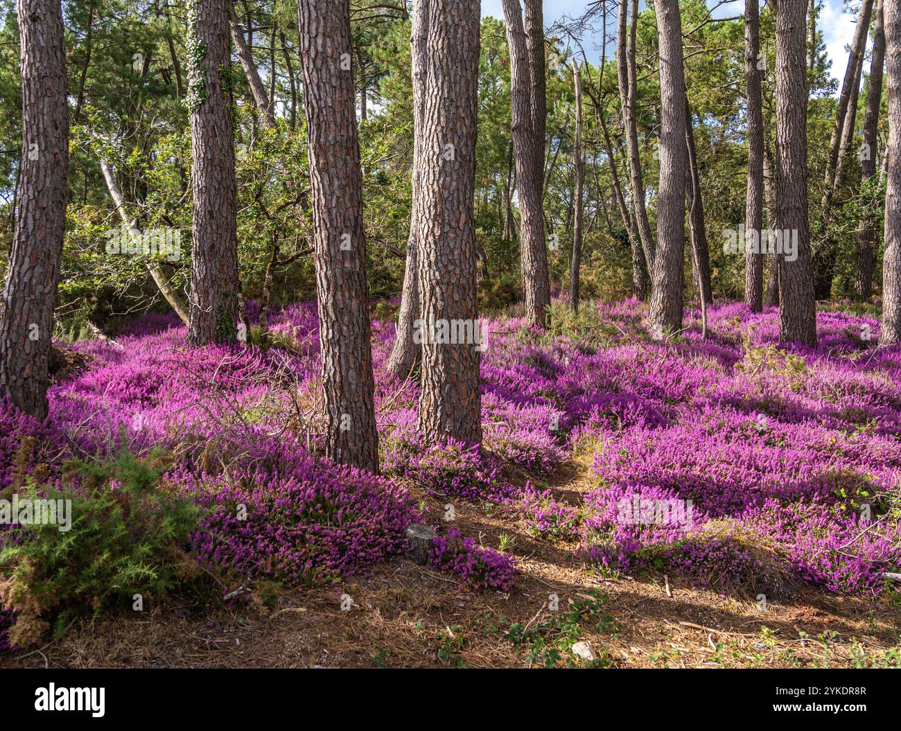 Un paysage vibrant avec un champ de fleurs violettes de bruyère entouré de grands arbres dans une forêt. La scène est lumineuse et ensoleillée, mettant en valeur le BE Banque D'Images