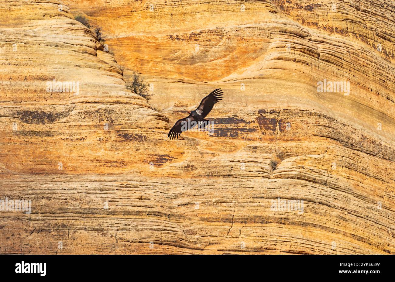 California Condor Z0 (Gymnogyps californianus) s'élève le long des falaises de grès dans le canyon de Zion, parc national de Zion, comté de Washington, Utah, États-Unis. Banque D'Images