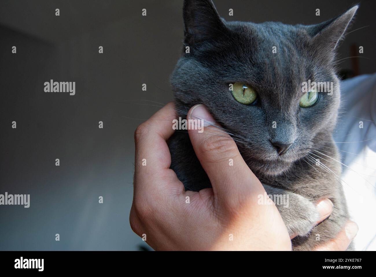 Un chat bleu russe tenu doucement dans les mains d'un homme par la fenêtre, symbolisant l'amour et le soin des animaux de compagnie Banque D'Images