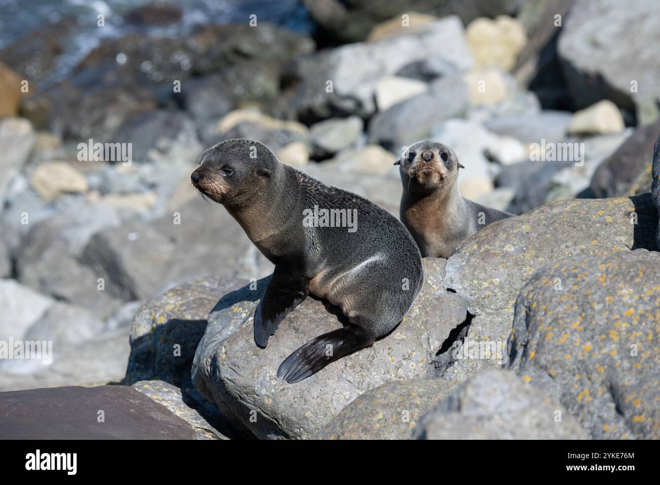 Paire de phoques à fourrure de Nouvelle-Zélande, Arctocephalus forsteri, Kaikura, Canterbury, Île du Sud, nouvelle-Zélande Banque D'Images
