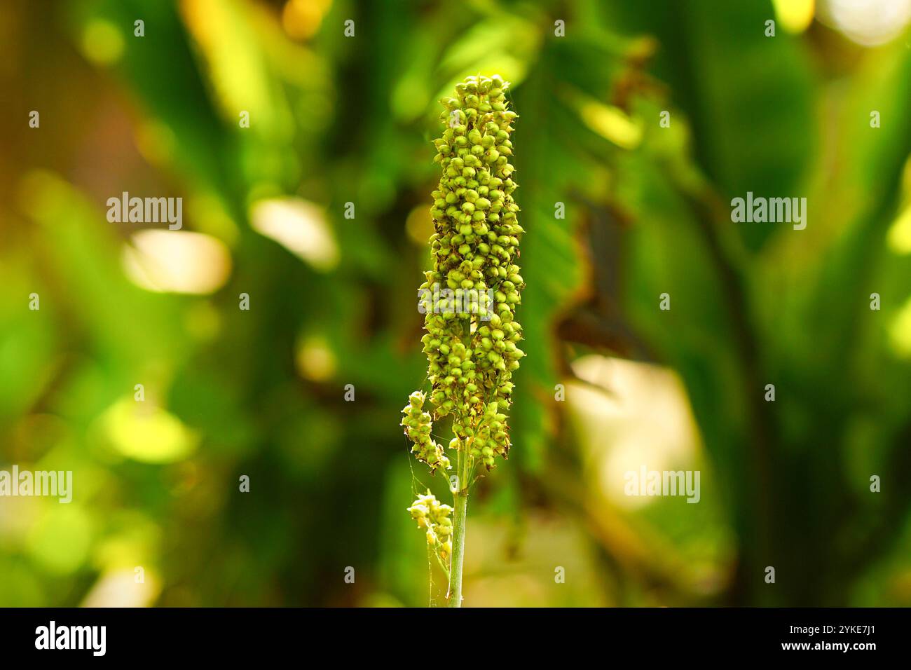 Sorgho bicolor, communément appelé sorgho et également connu sous le nom de grand millet, broomcorn, maïs d'Inde, durra, imphee, Jowar, ou milo, est une espèce du genre herbe Sorghum cultivée pour son grain. Banque D'Images