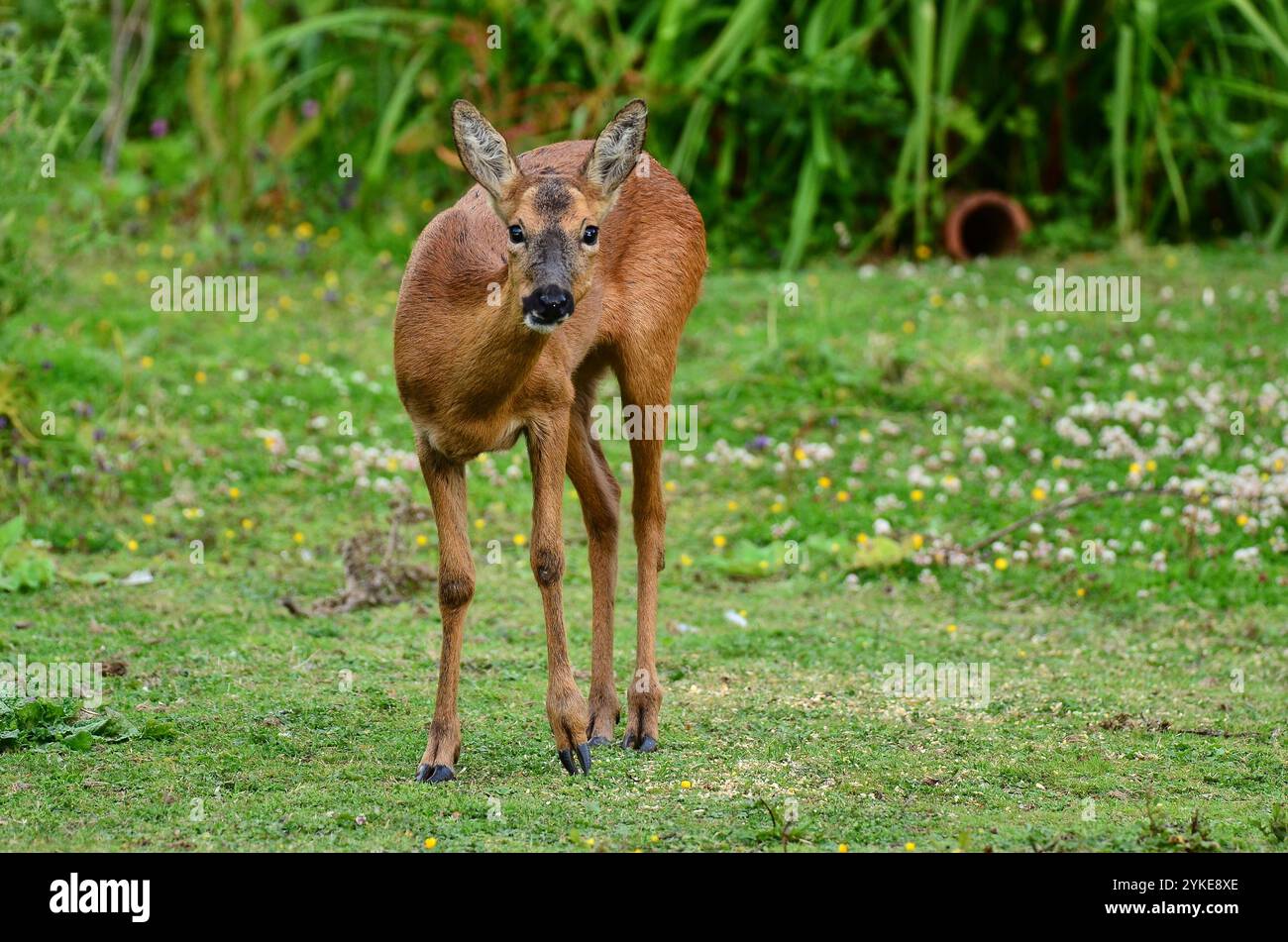 Roe Deer Doe cherchant à la lumière du jour Banque D'Images