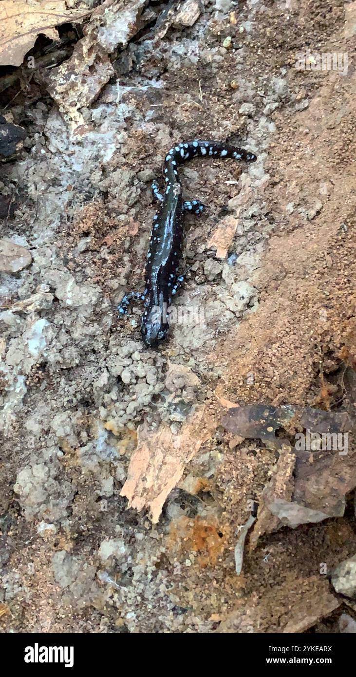 Salamandre à points bleus (Ambystoma laterale) Banque D'Images