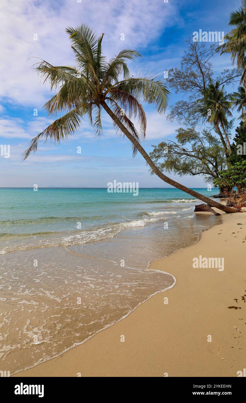 Plage tropicale avec palmier couché vers la mer, verticale, Thaïlande Banque D'Images