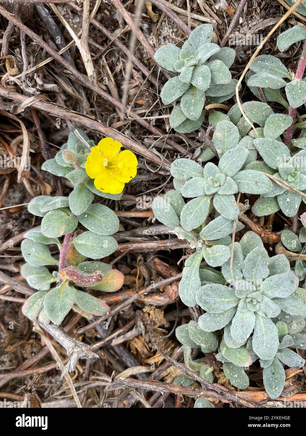 Coupe de soleil de plage (Camissoniopsis cheiranthifolia) Banque D'Images