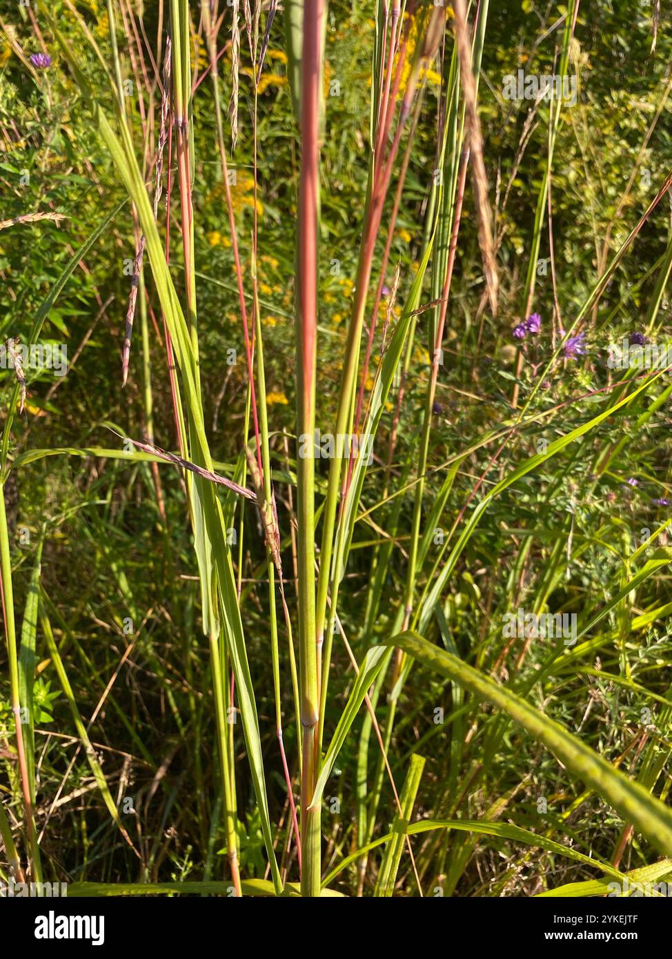 Big bluestem (Andropogon gerardi) Banque D'Images