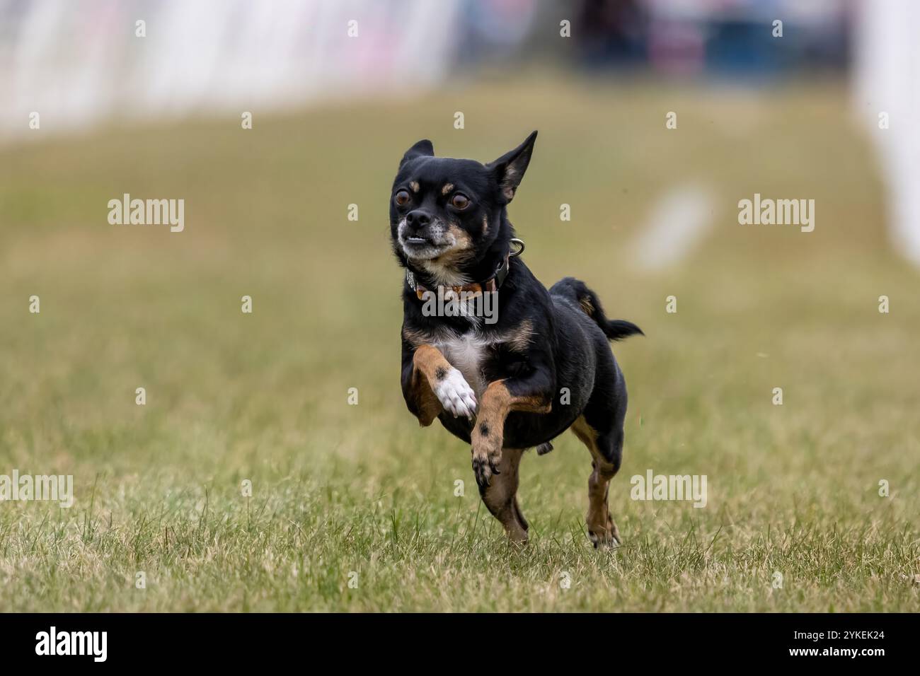 All American Mixed Breed Mutt Running Lure course Sprint Dog Sport Banque D'Images