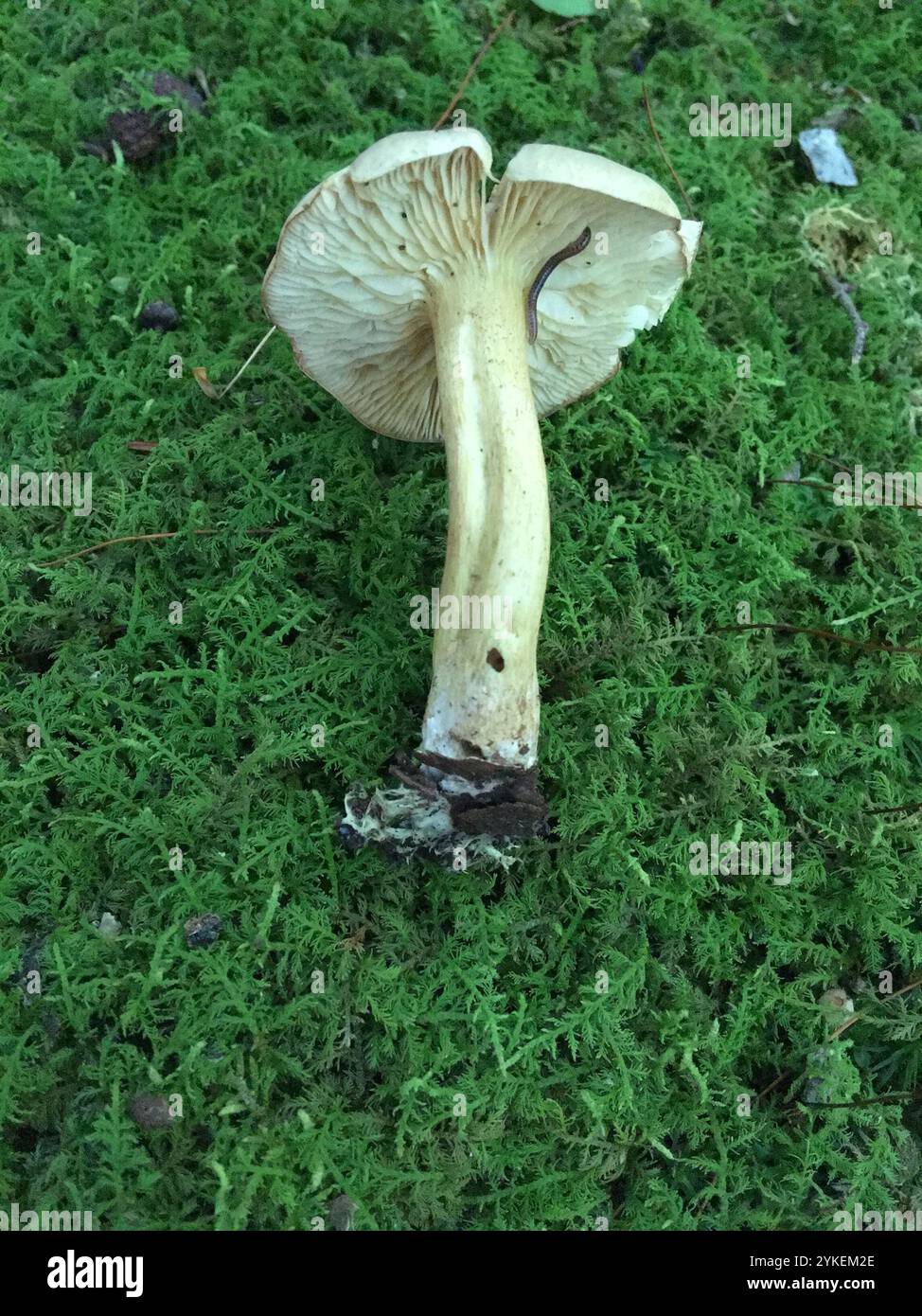 Sulphur Knight (Tricholoma sulphureum) Banque D'Images