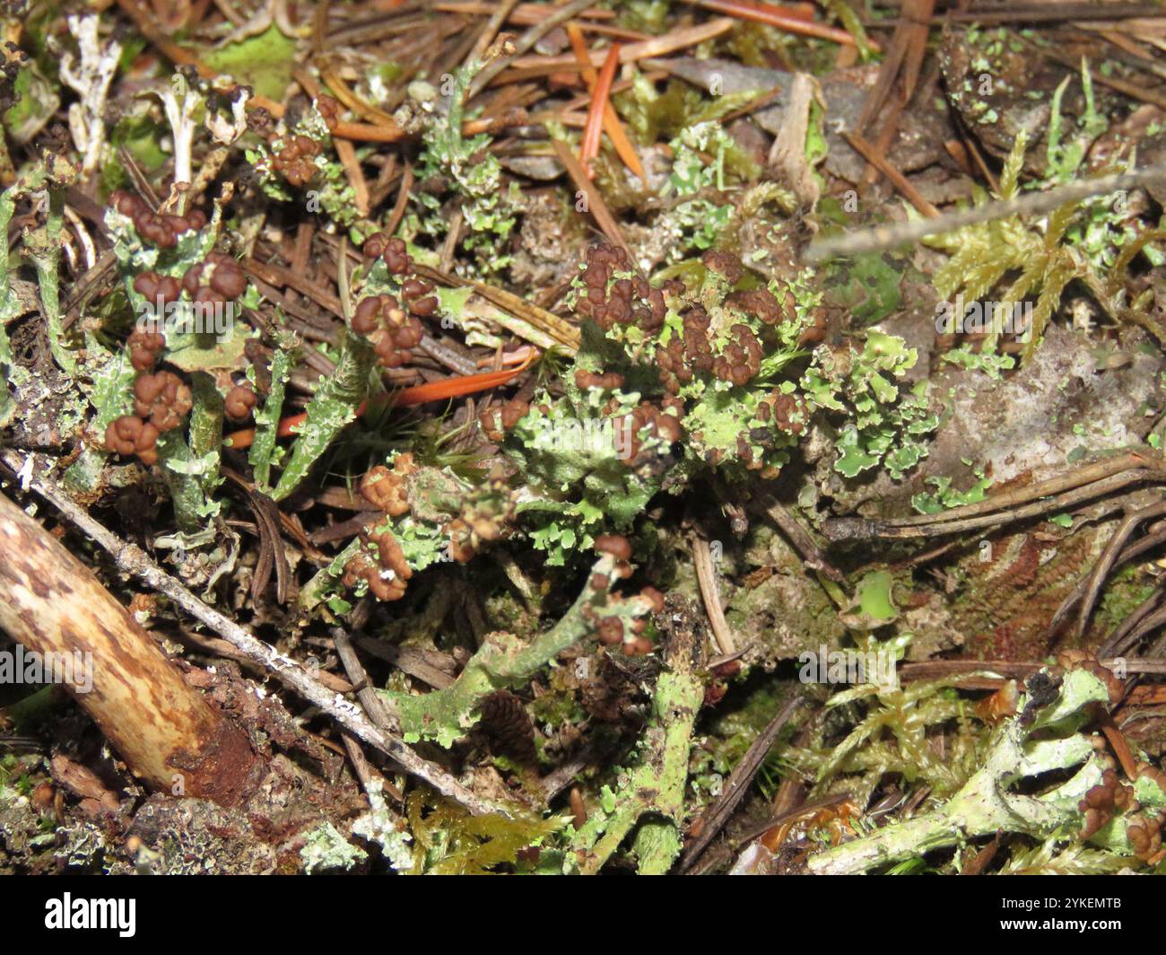 Soldats jouets (Cladonia bellidiflora) Banque D'Images