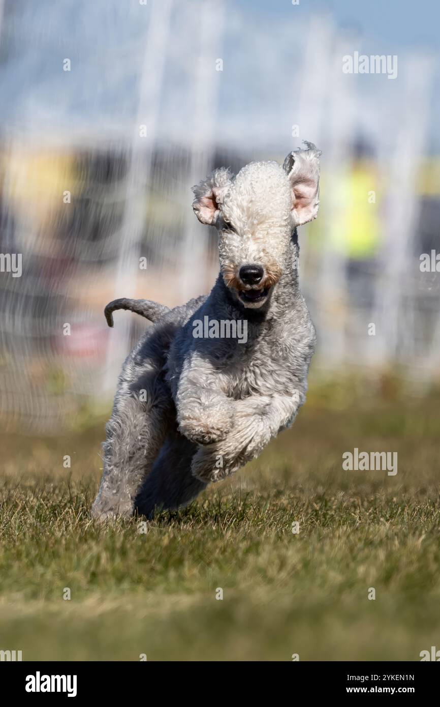 Bedlington Terrier Running Lure course Sprint Dog Sport Banque D'Images