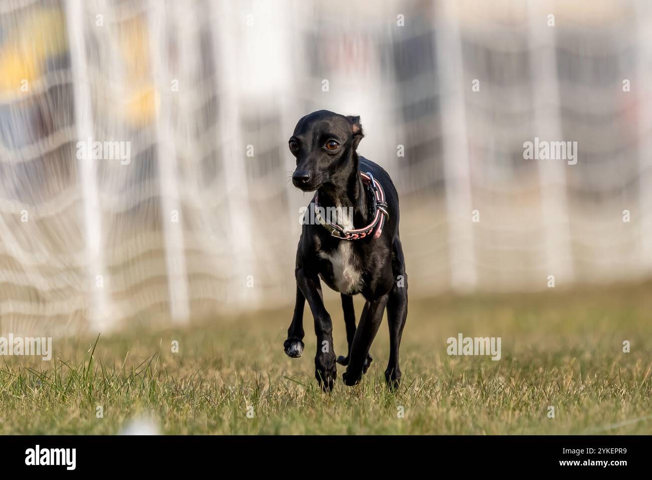 Lévrier italien Iggy Running Lure course Sprint Dog Sport Banque D'Images