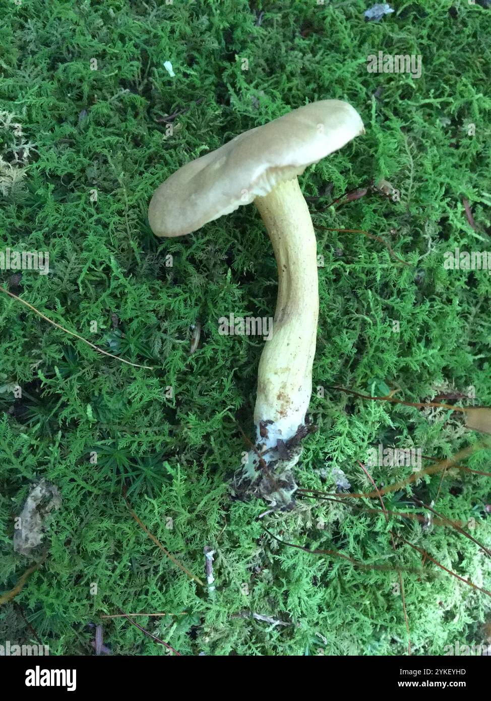 Sulphur Knight (Tricholoma sulphureum) Banque D'Images