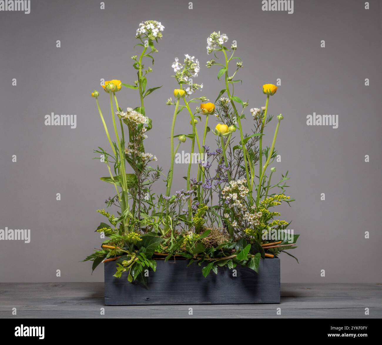 Hesperis blanc, Ranuncule jaune, fleurs de cire blanche et solidago disposés dans un style de prairie décontracté dans une boîte à vin en bois peint en gris foncé. Banque D'Images