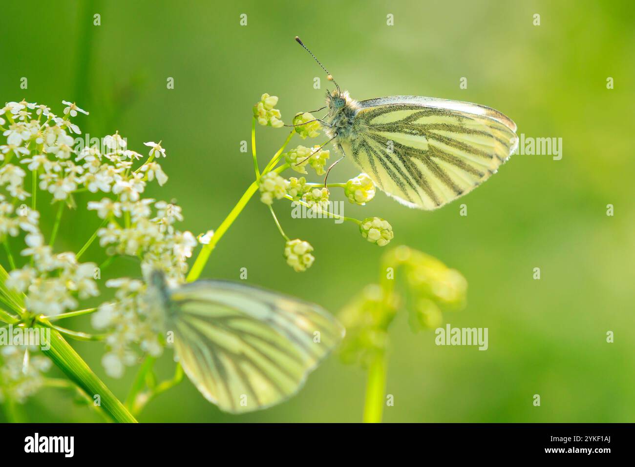 Papillon blanc à veines vertes, Pieris napi, reposant dans un pré à la recherche de fleurs blanches Banque D'Images