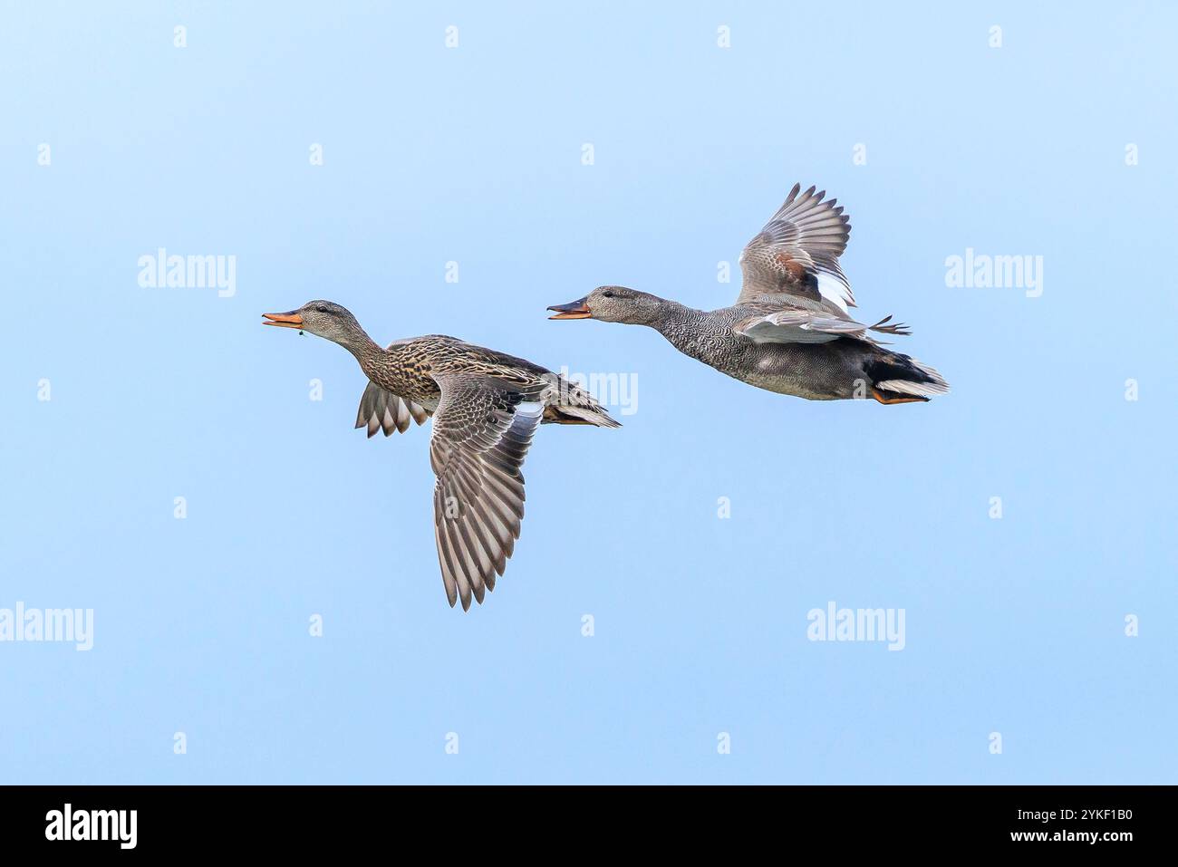 Un gadwall, Mareca strepera, canard mâle et femelle en vol Banque D'Images