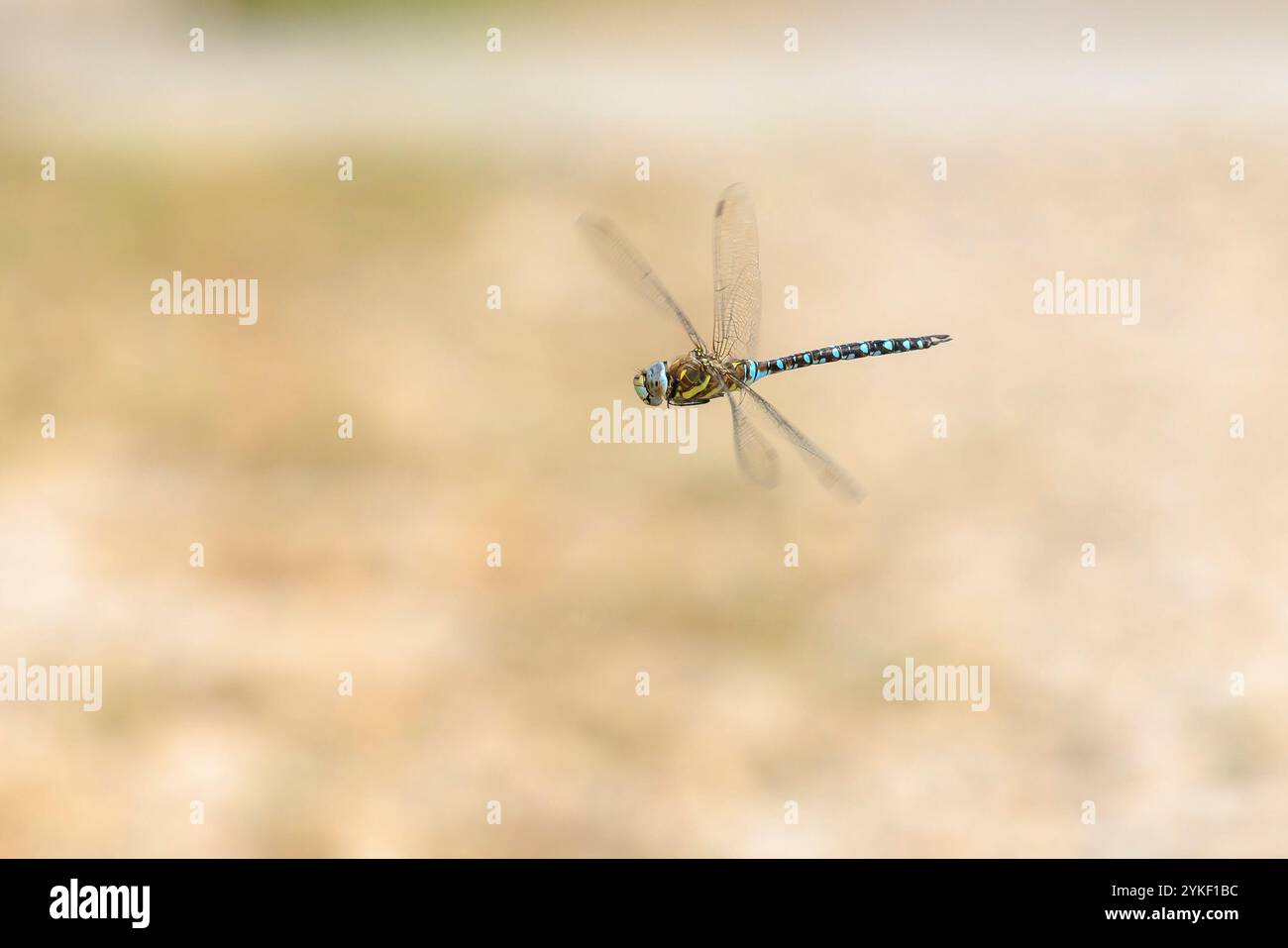 Hawker Aeshna mixta, migrants, en vol de chasse sur les insectes sur une journée ensoleillée Banque D'Images