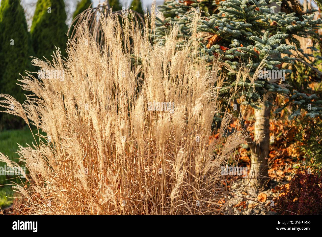 Des herbes dorées luxuriantes se dressent contre de riches vertes persistantes sous un ciel bleu clair dans un jardin d'automne serein rempli de couleurs et de textures vibrantes. Banque D'Images