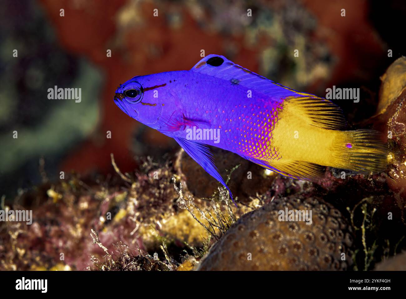 Un magnifique Gramma loreto, communément appelé Basslet de fée, présentant ses teintes violettes et jaunes vives dans les eaux claires des récifs coralliens de Bonaire. Banque D'Images