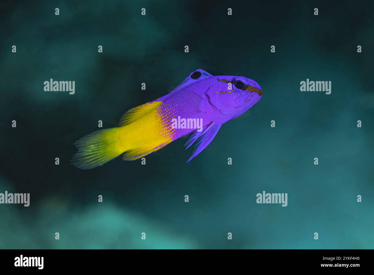 Un Gramma Loreto aux couleurs vives, également connu sous le nom de Fairy Basslet, nage élégamment dans l'environnement sous-marin serein de Bonaire. Banque D'Images