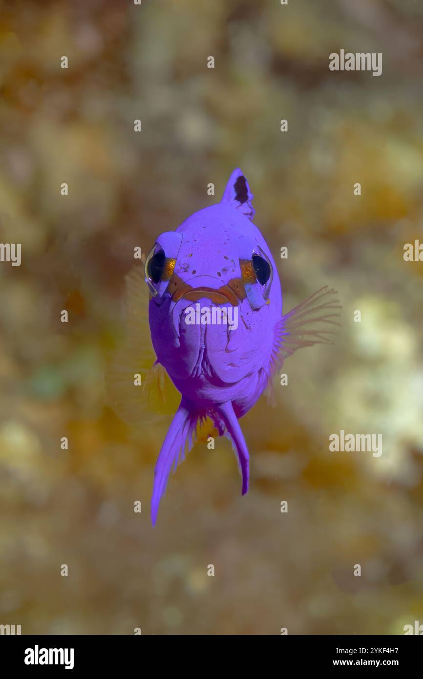 Gros plan sous-marin d'un vibrant Gramma loreto, également connu sous le nom de basset de fée, dans les eaux au large de Bonaire. Son riche corps violet et ses accents de o Banque D'Images