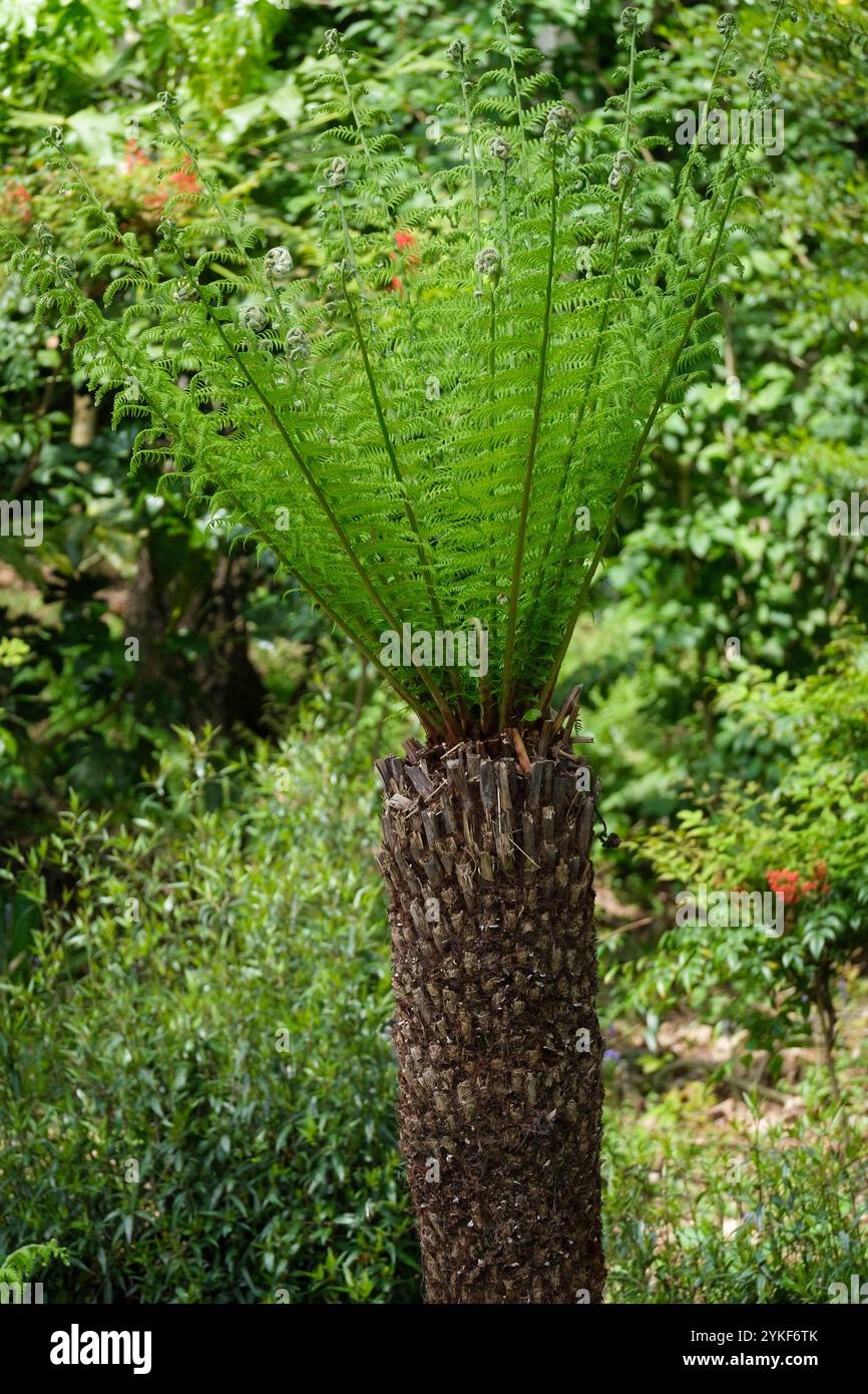 Dicksonia antarctica, fougère molle, fougère humaine, fougère australienne, Balantium antarcticum, tige brun rougeâtre, frondes vertes à rosace terminale Banque D'Images