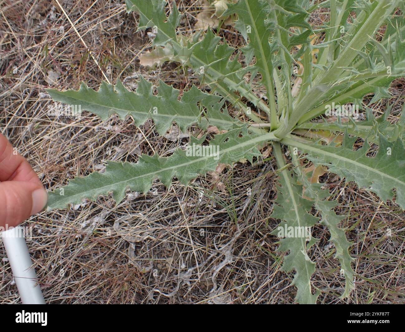 Chardon ondulé (Cirsium undulatum) Banque D'Images