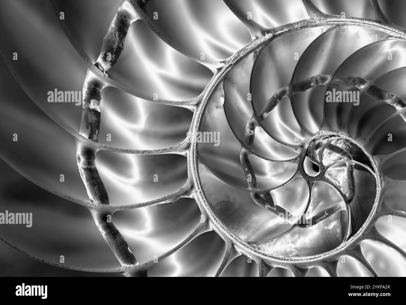 Cette image en noir et blanc capture les détails complexes de la structure en spirale d'une coquille de nautilus le thème monochrome met en évidence sa géométrie naturelle, Banque D'Images