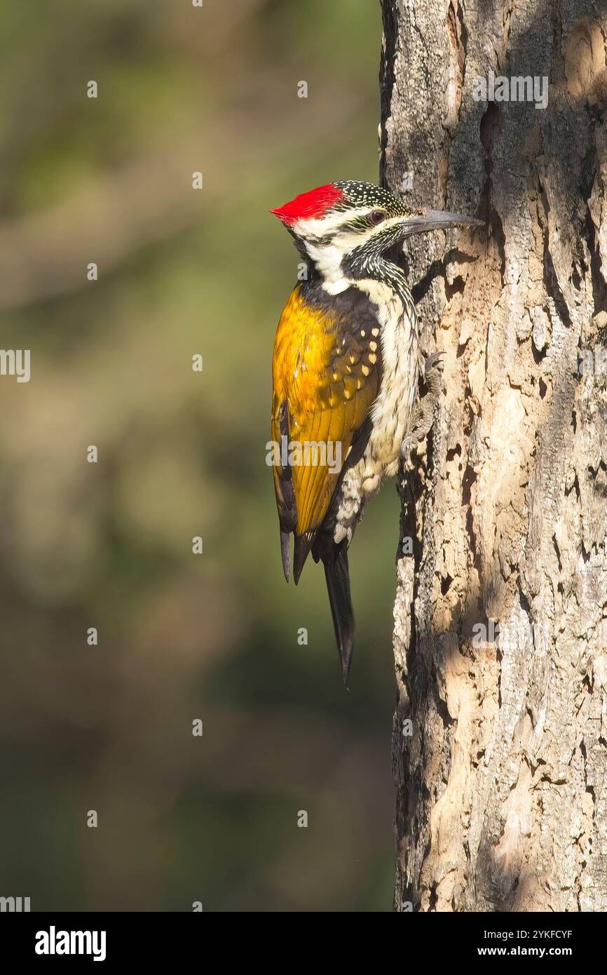 Black-Rumped Flameback, également connu sous le nom de petite femelle Golden-back Woodpecker (Dinopium benghalense) sur un tronc d'arbre, Uttarakhand, Inde. Banque D'Images