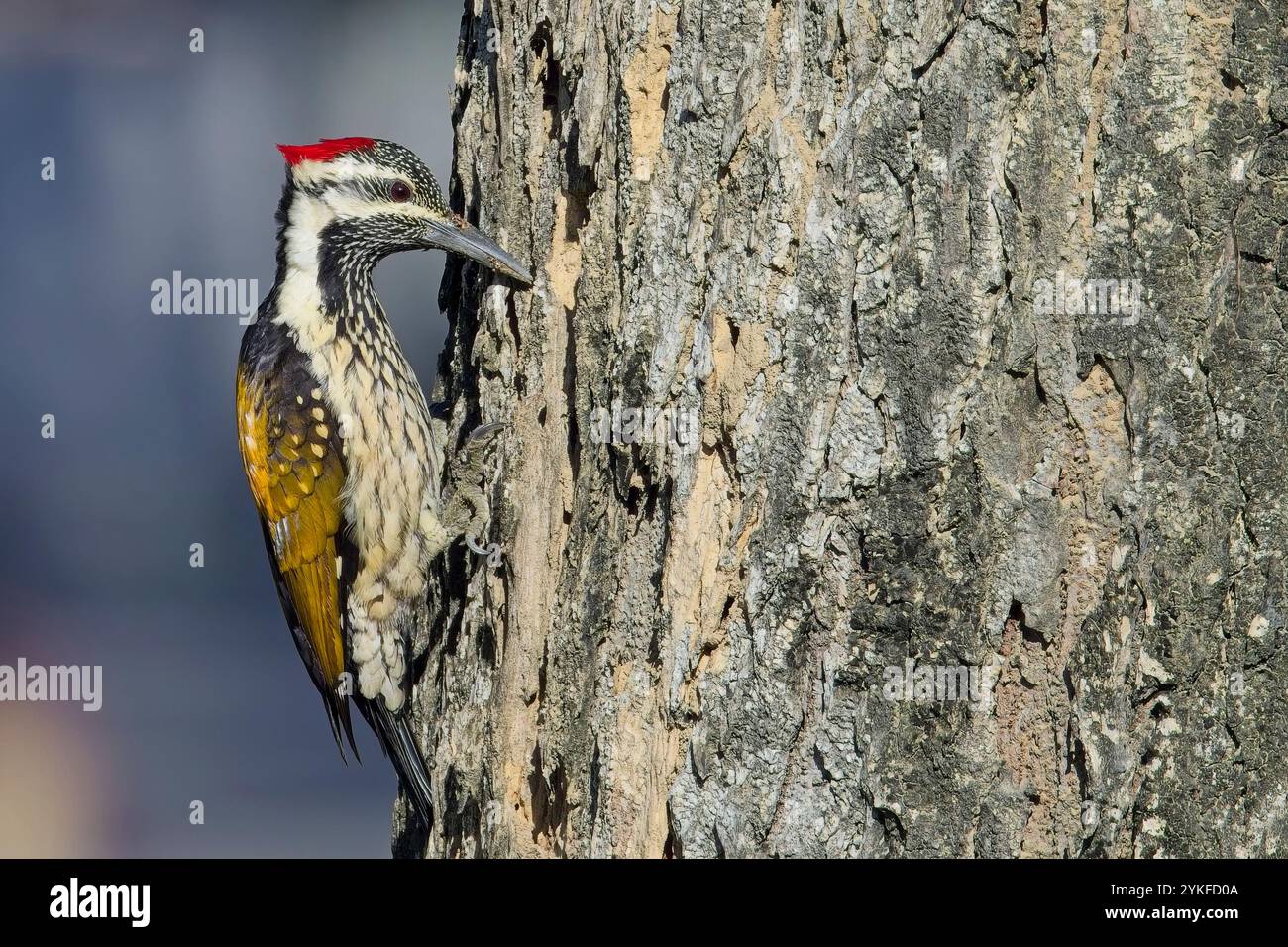 Black-Rumped Flameback, également connu sous le nom de petite femelle Golden-back Woodpecker (Dinopium benghalense) sur un tronc d'arbre, Uttarakhand, Inde. Banque D'Images