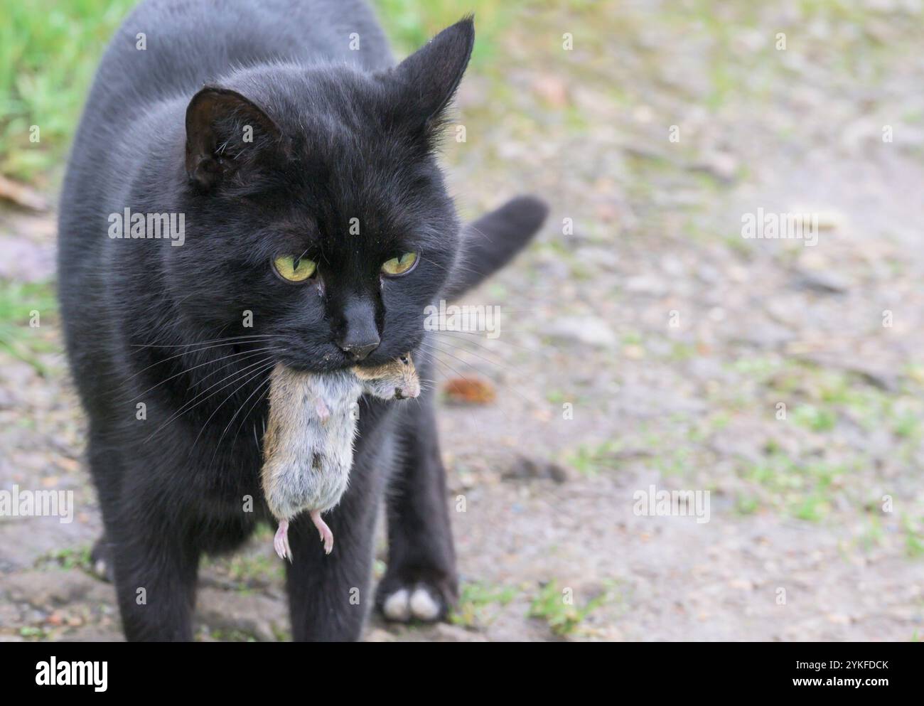 Chat noir domestique avec une souris qu'il a attrapé Banque D'Images