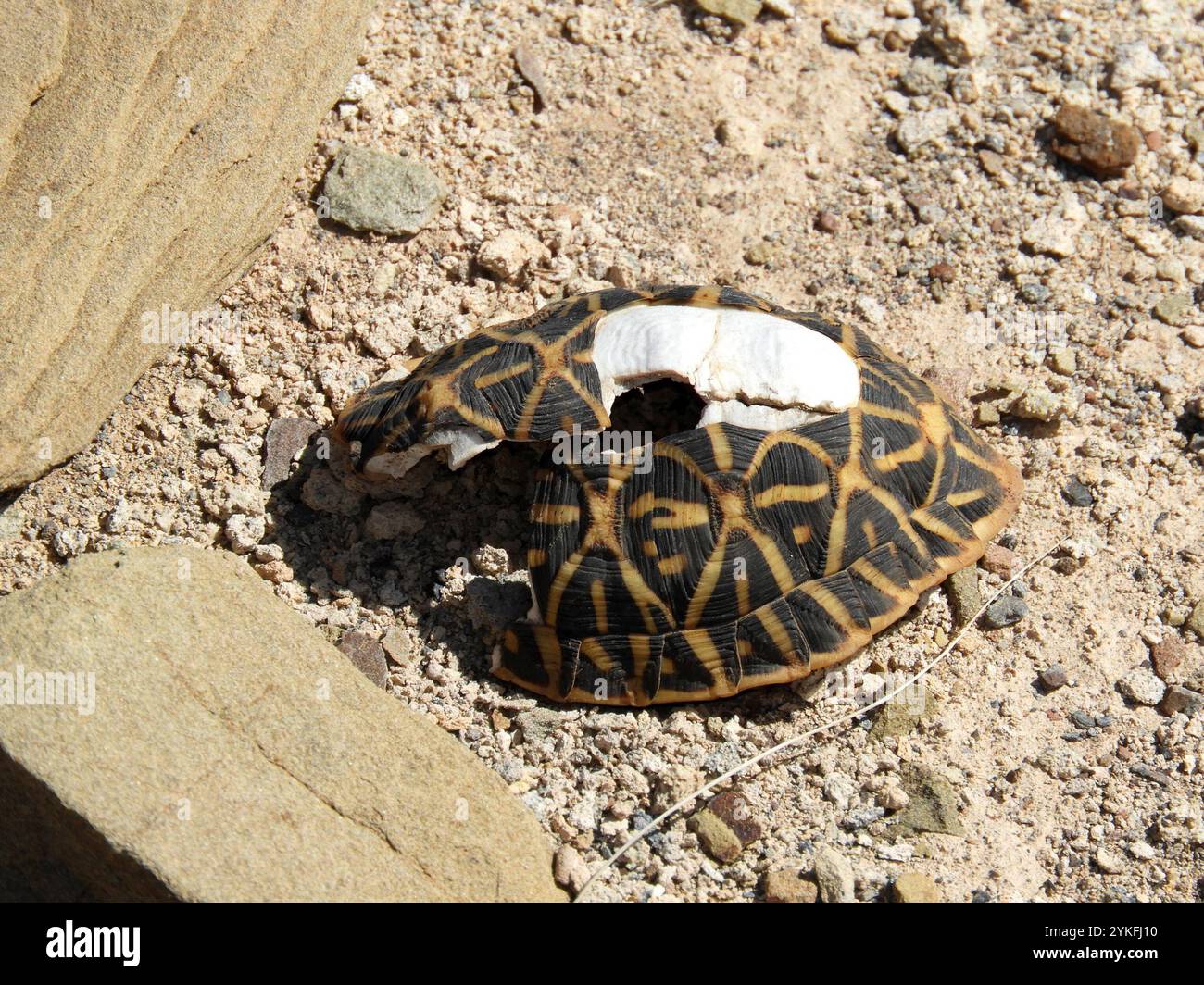 Tortue de tente (Psammobates tentorius) Banque D'Images