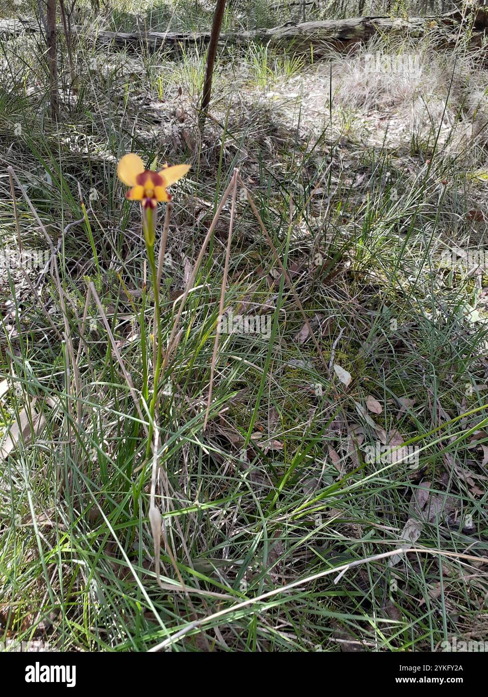 Orchidée de fleur de mur (Diuris orientis) Banque D'Images