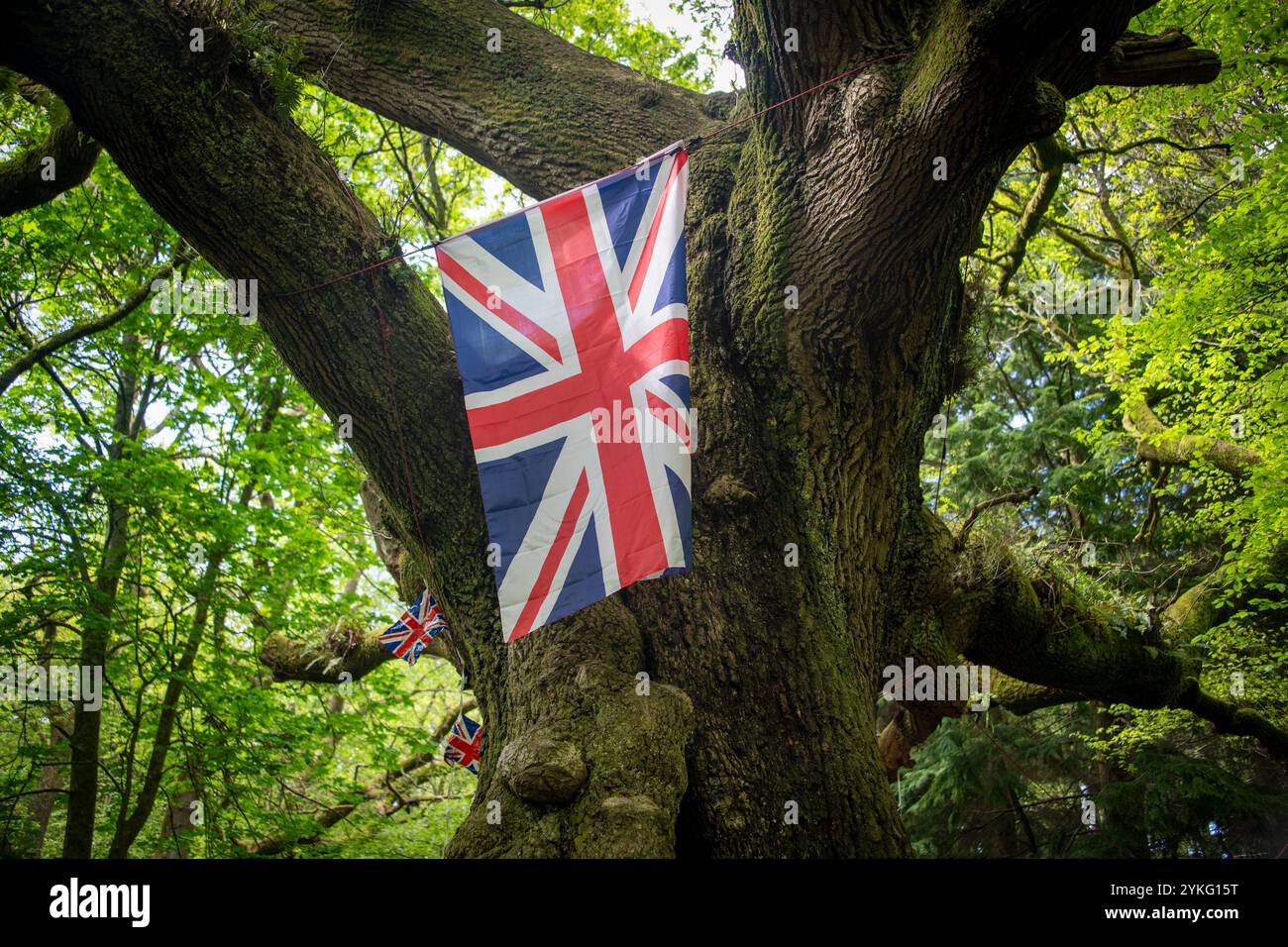 Drapeau de l'Union Jack dans un arbre, célébration britannique Banque D'Images