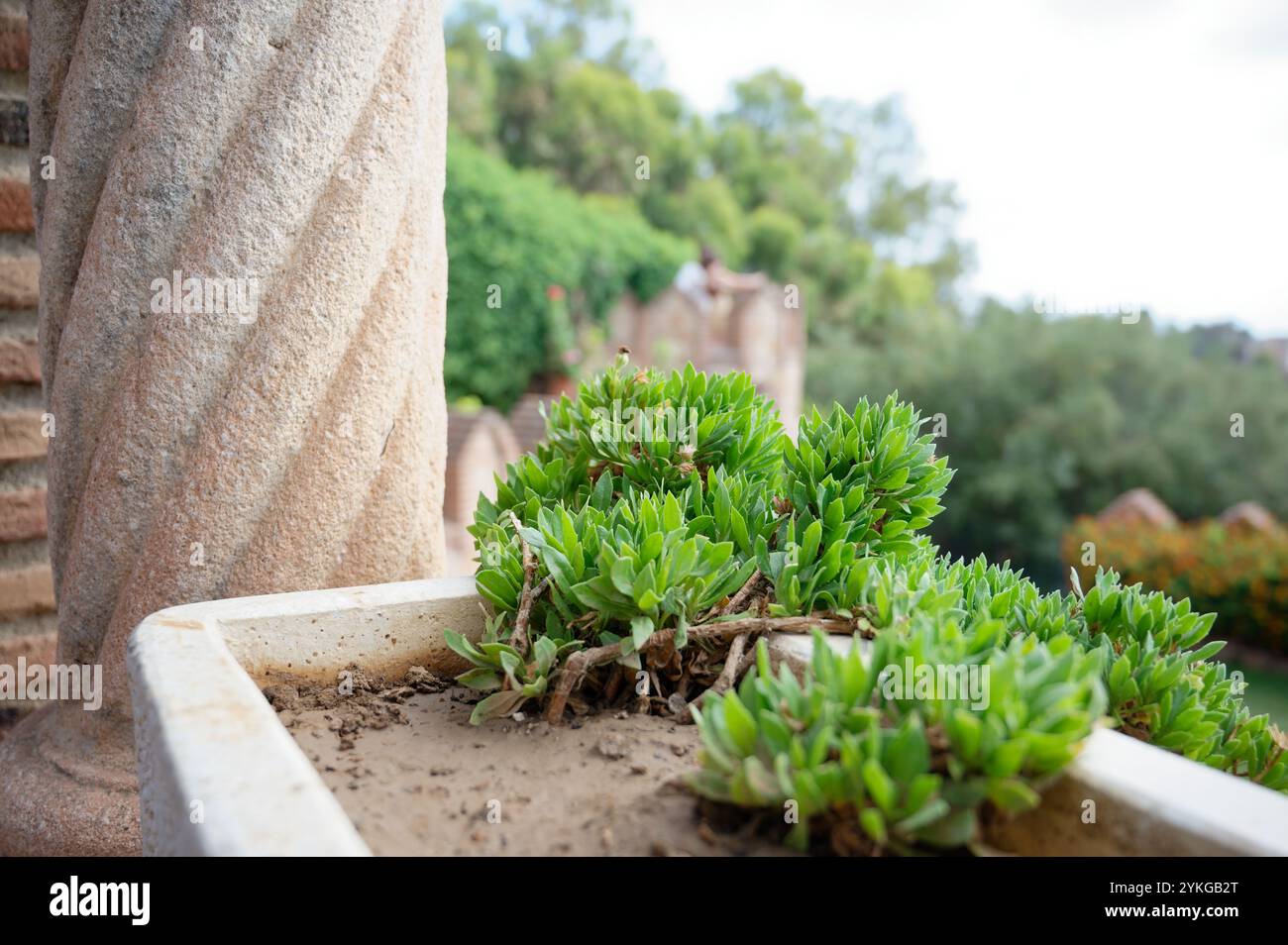 Carpobrotus edulis, ou plante de glace, prospère dans un planteur de pierre au château de Colomares Banque D'Images