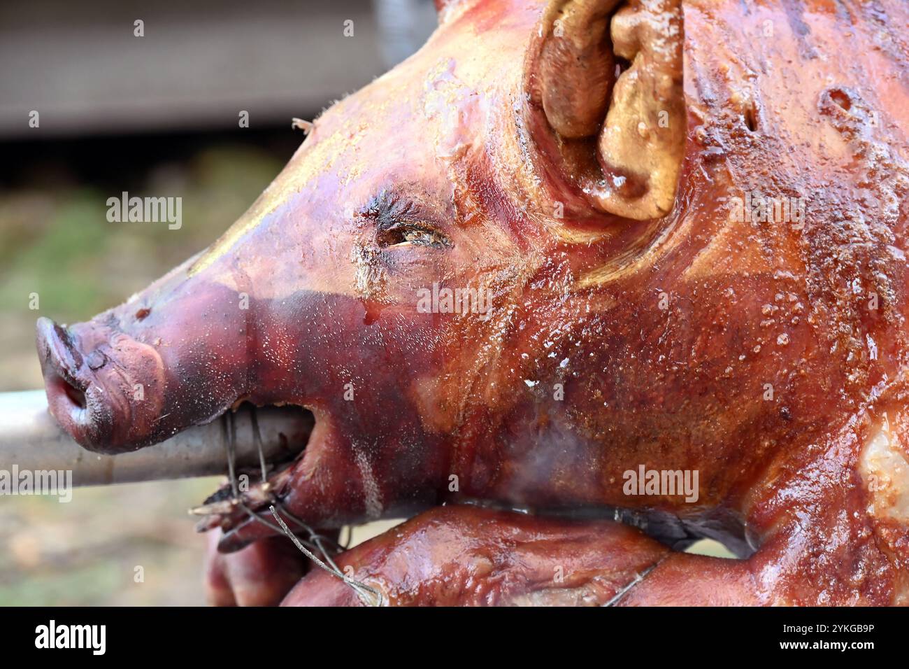 Rôti traditionnel de porc entier sur broche extérieure, en Slovaquie, Europe centrale Banque D'Images