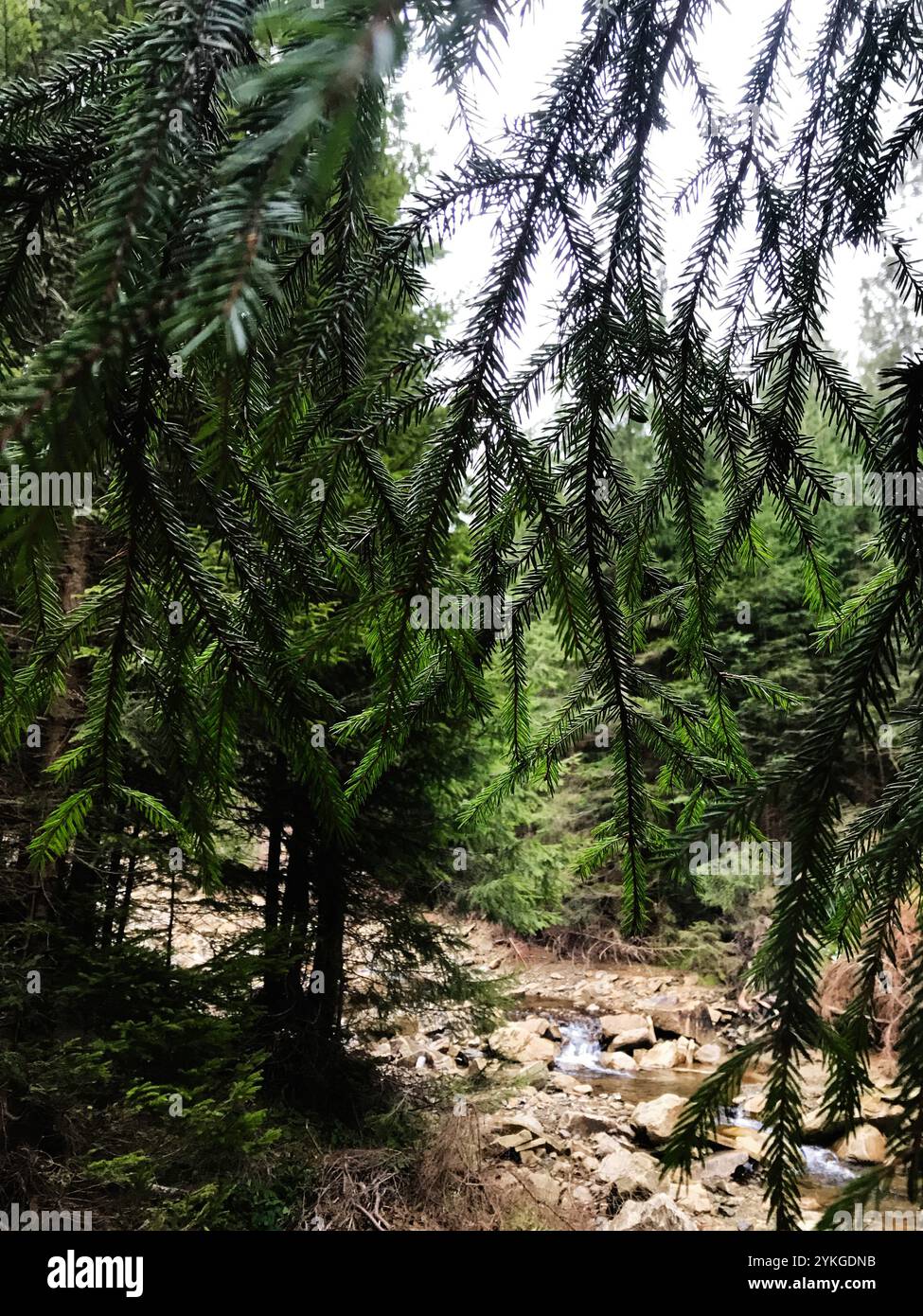 Un paysage forestier paisible avec des arbres luxuriants et un ruisseau doux qui coule sur les rochers, évoquant un sentiment de tranquillité et de beauté de la nature. Banque D'Images