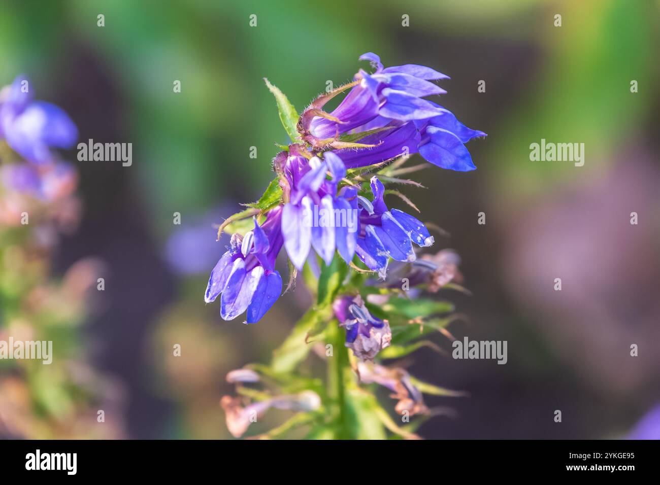 Belles fleurs bleues Lobelia siphilitica, gros plan. la grande lobelia bleue, la grande lobelia, la fleur cardinale bleue. dicotylédone herbacée. Bota Banque D'Images