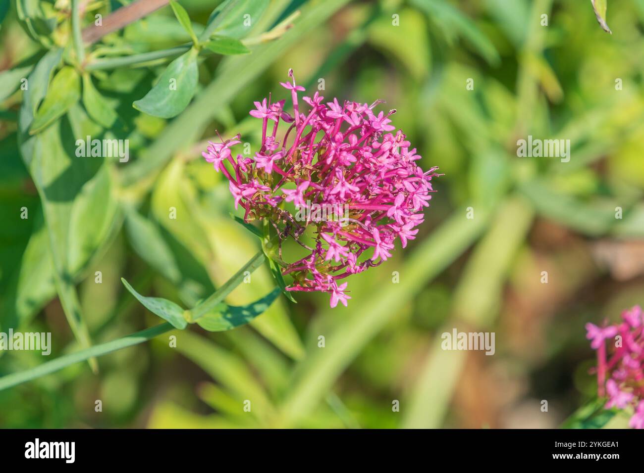 Belles fleurs roses de Valeriana rubra. la valériane rouge, la valériane de l'éperon, le baiser-me-vite, la brosse du renard, la barbe du diable, la barbe de Jupiter. un gard populaire Banque D'Images