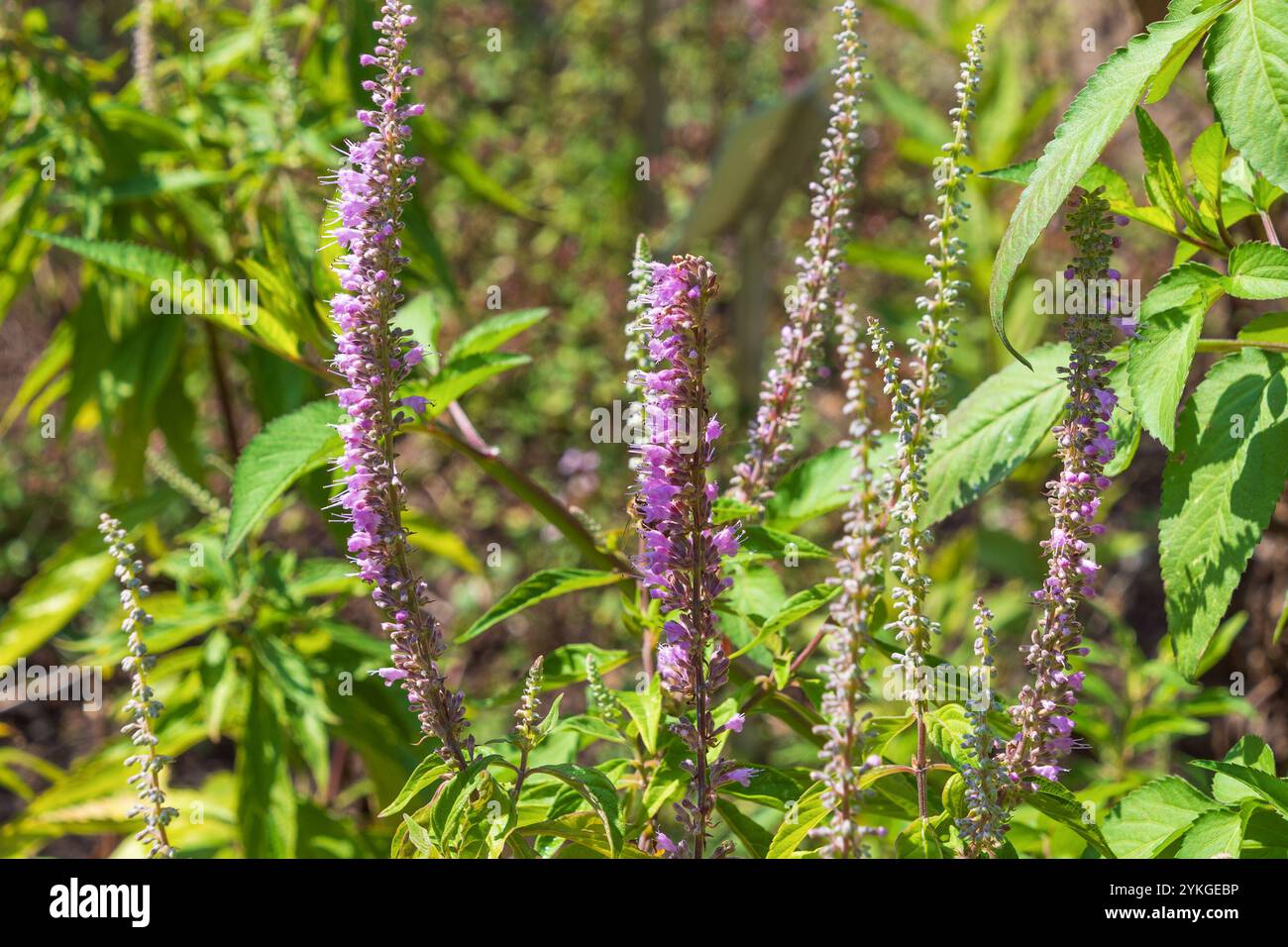 Fleurs violettes d'Elsholtzia stauntonii dans le jardin. arbuste à la menthe. Un sous-arbuste à feuilles caduques ouvertes. Banque D'Images