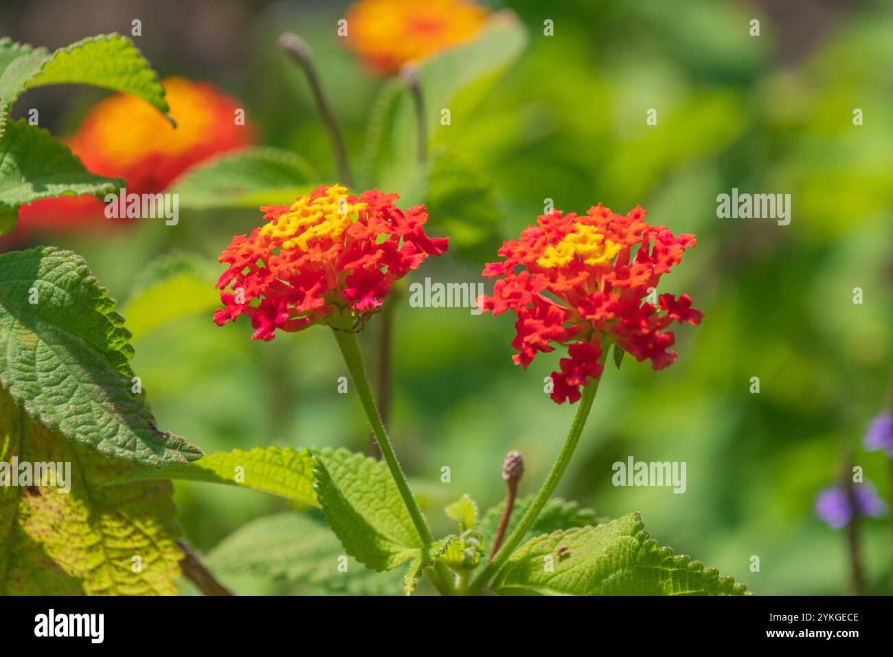 Belles fleurs orangées de Lantana Camara. lantana commune. plante à fleurs. Banque D'Images