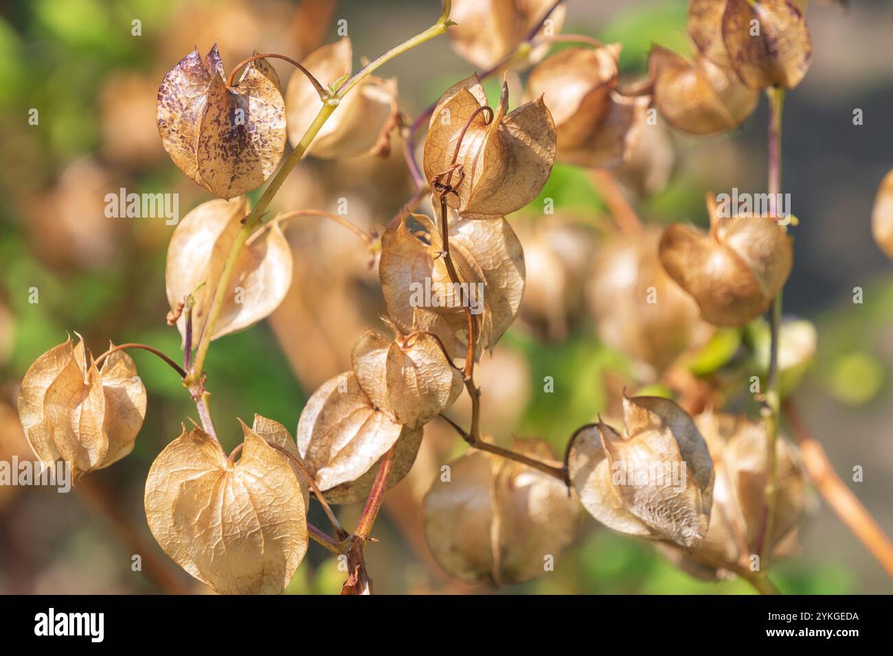Bourgeons floraux de plantes Nicandra physalodes. pomme-du-Pérou, plante de shoo-fly. une espèce de plante à fleurs. Banque D'Images