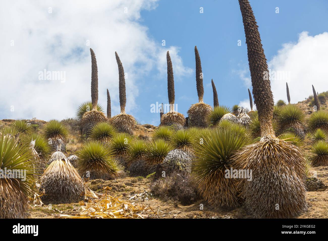 Plantes Puya raimondii très haut dans les Andes péruviennes, l'Amérique du Sud. Banque D'Images